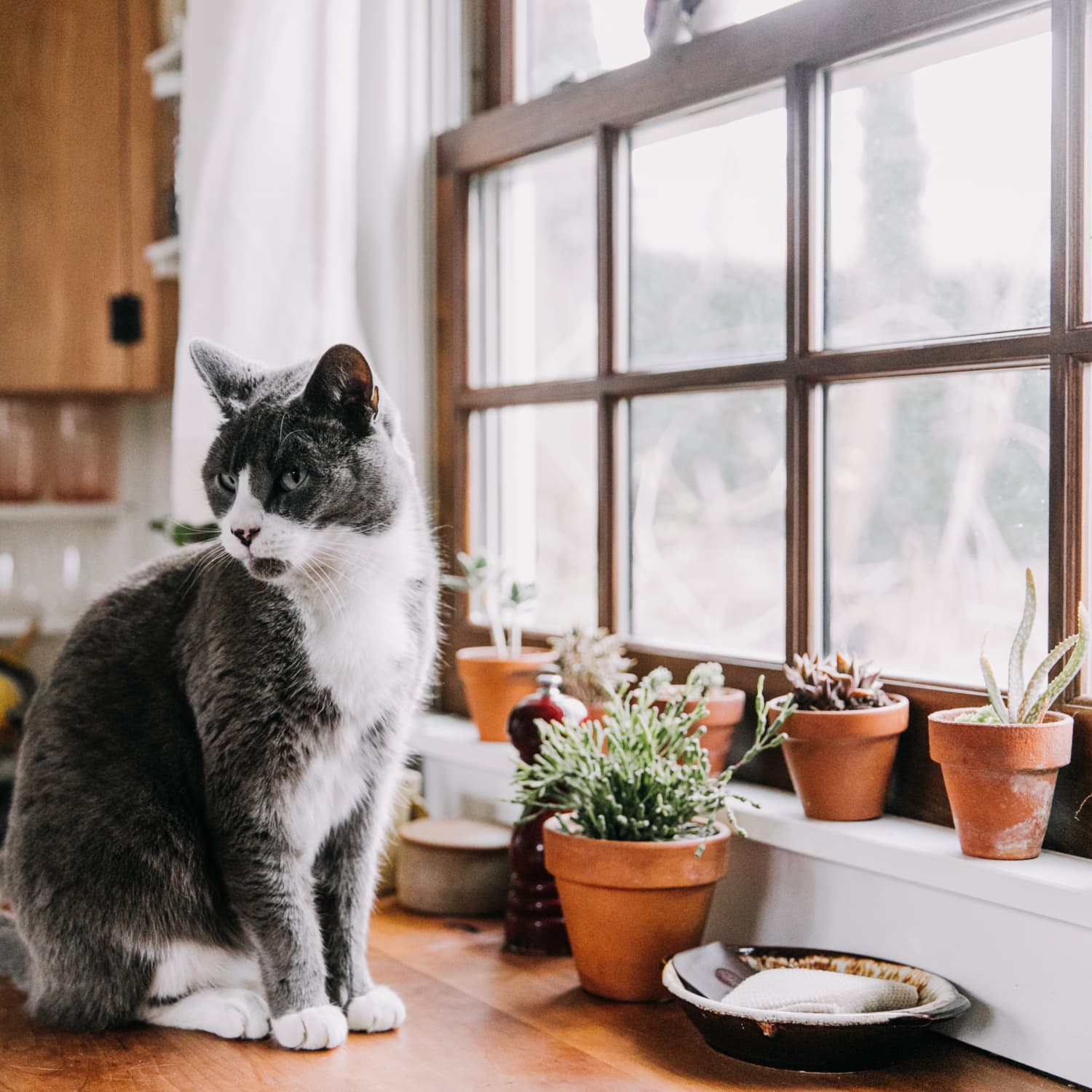Wet food clearance for finicky cats